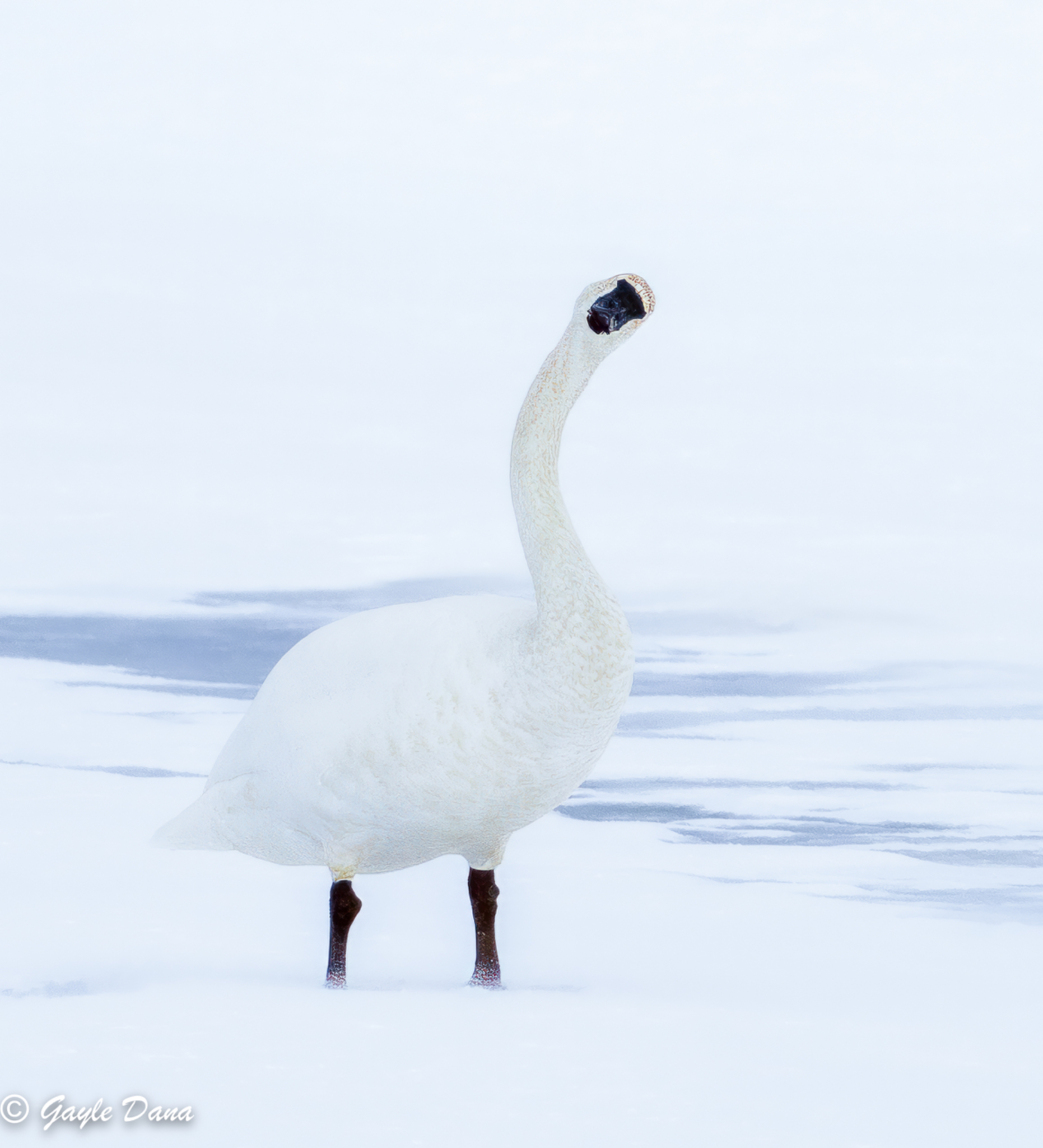Trumpeter Swan Adult